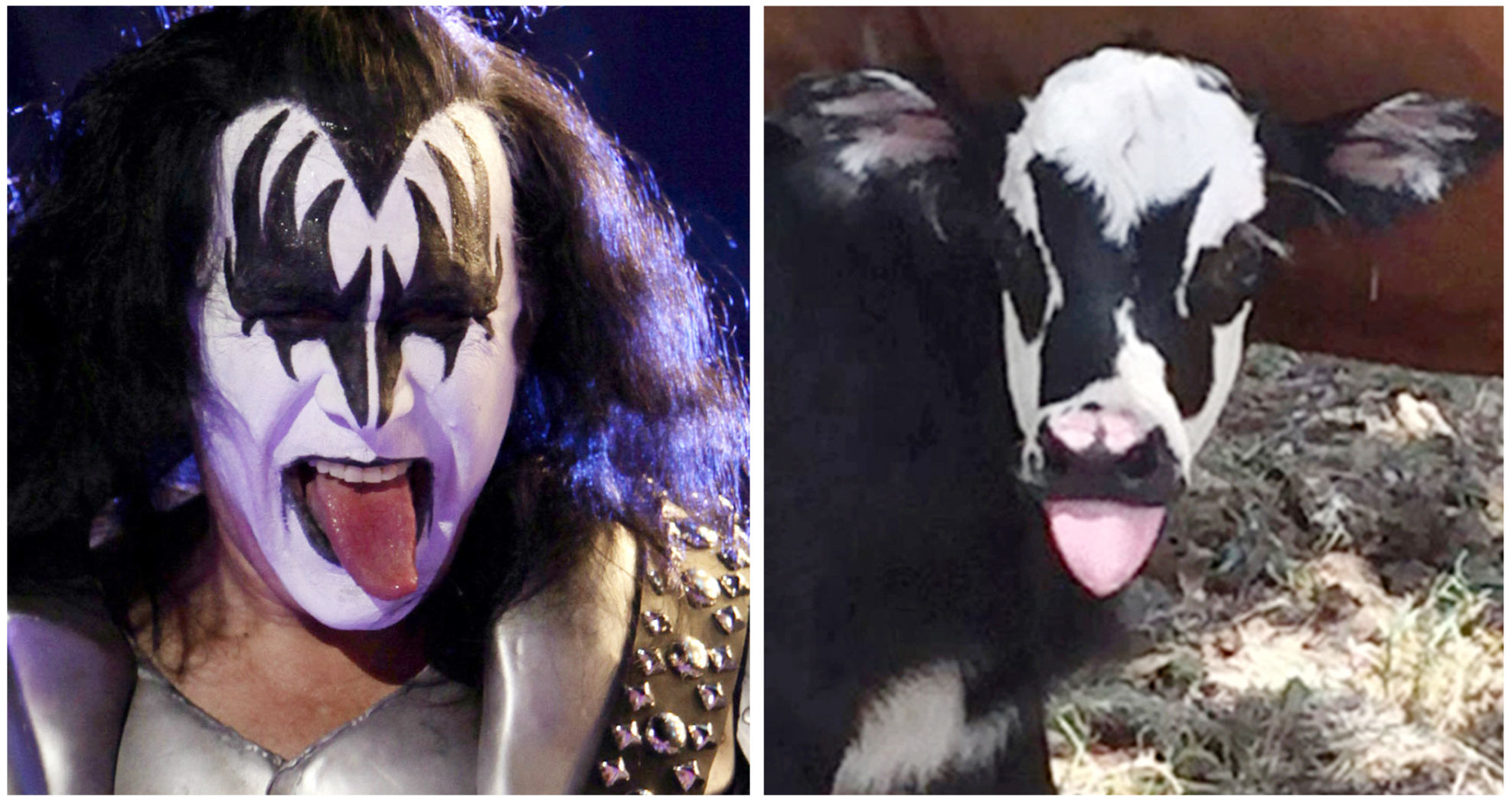 ODD Calf Gene Simmons